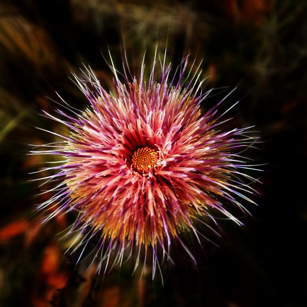 Thistle 