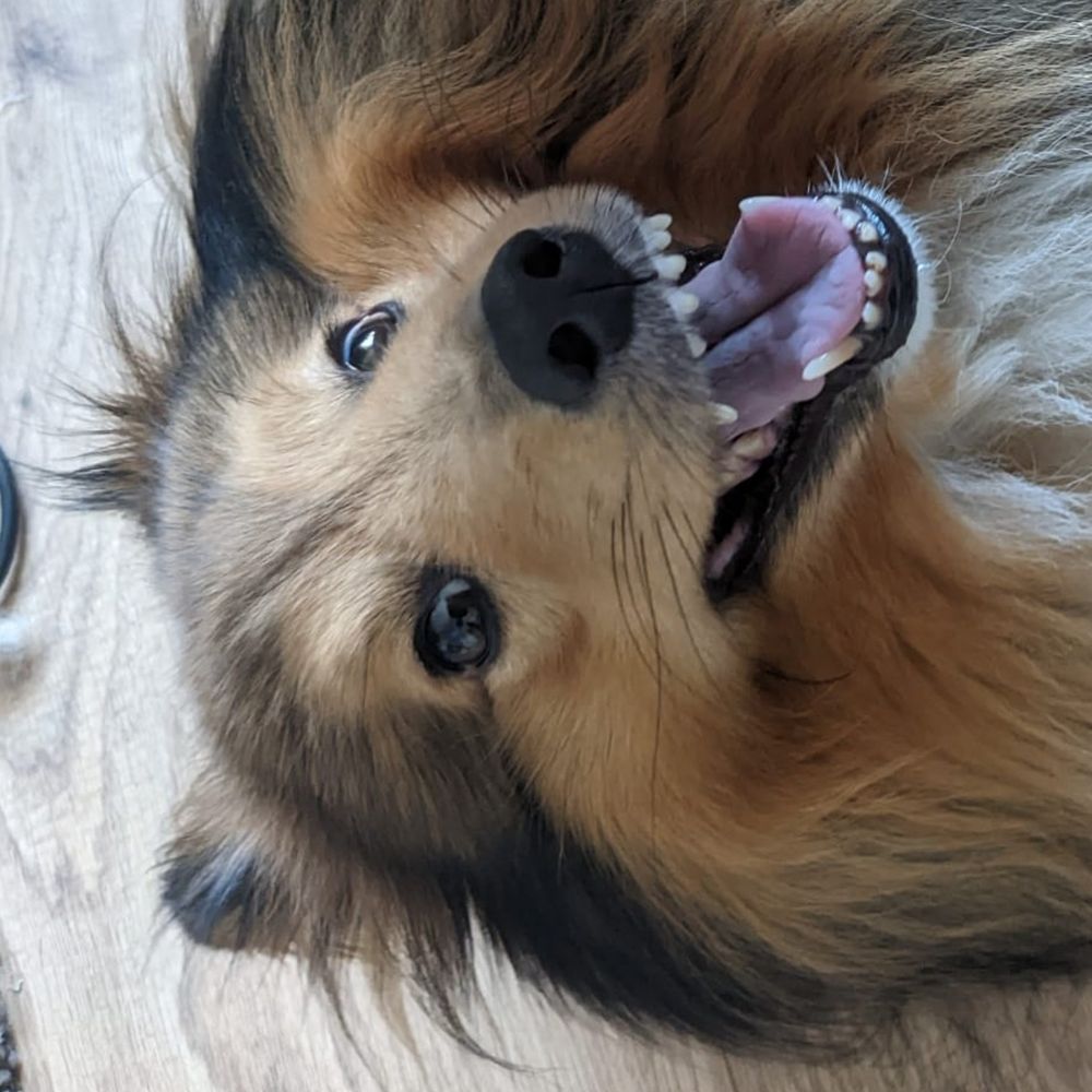 Taika