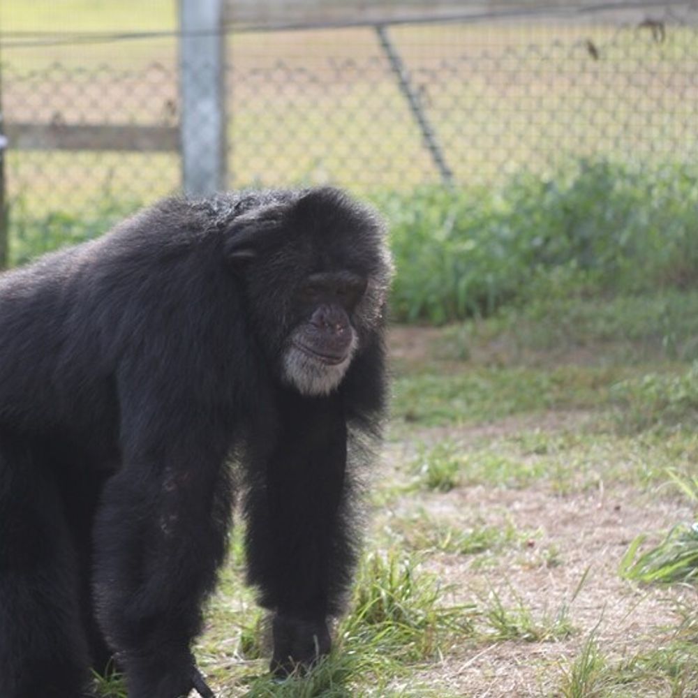 Old Marco Chimp