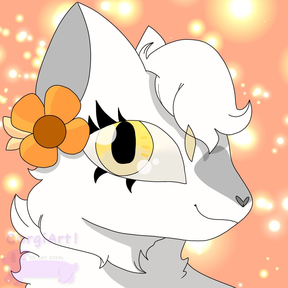 ⭐️ Corgi :3