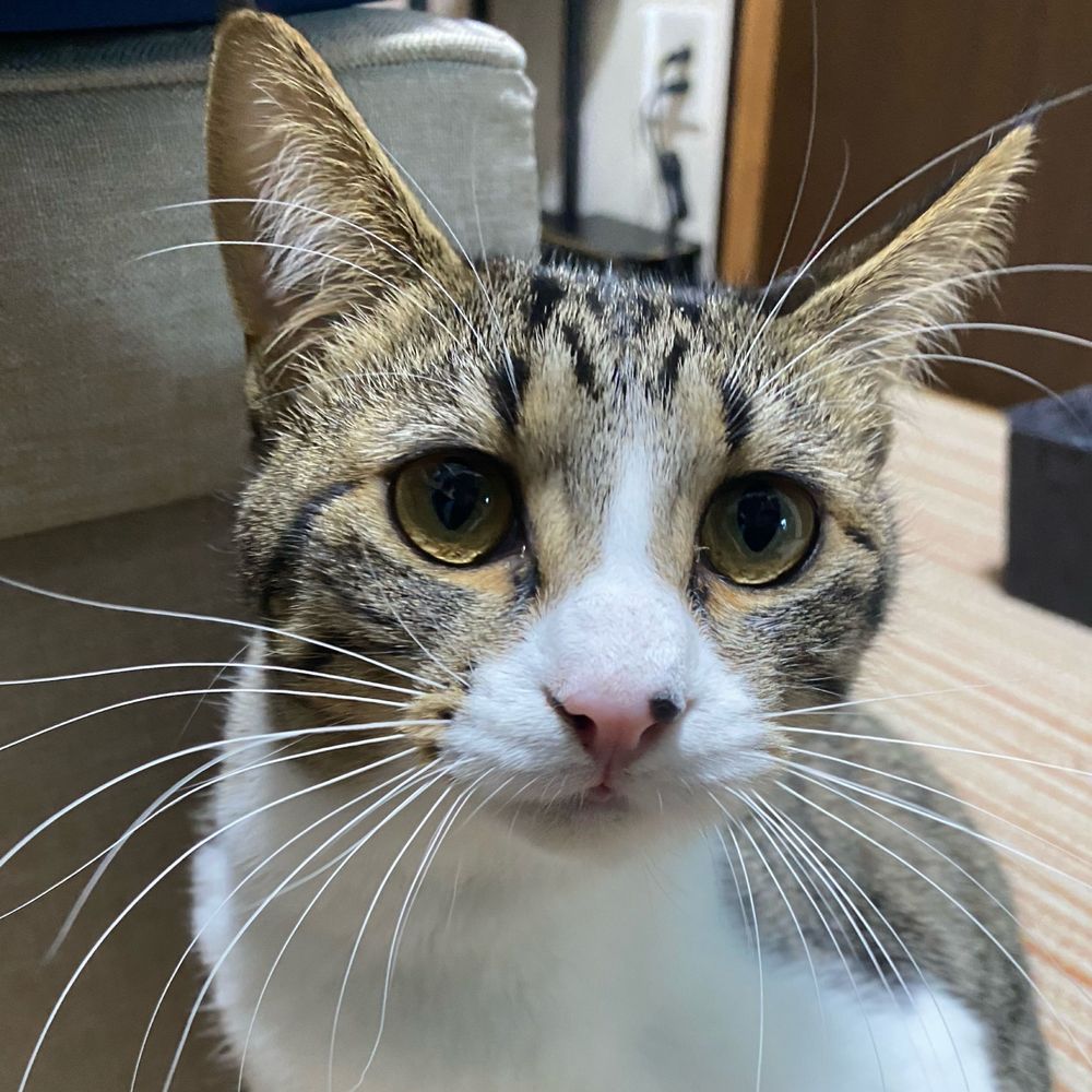 よぶちよ