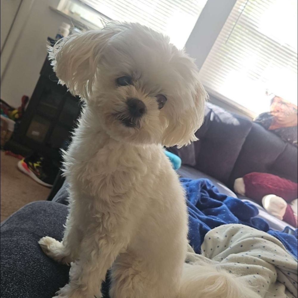 Pictures of my Dog