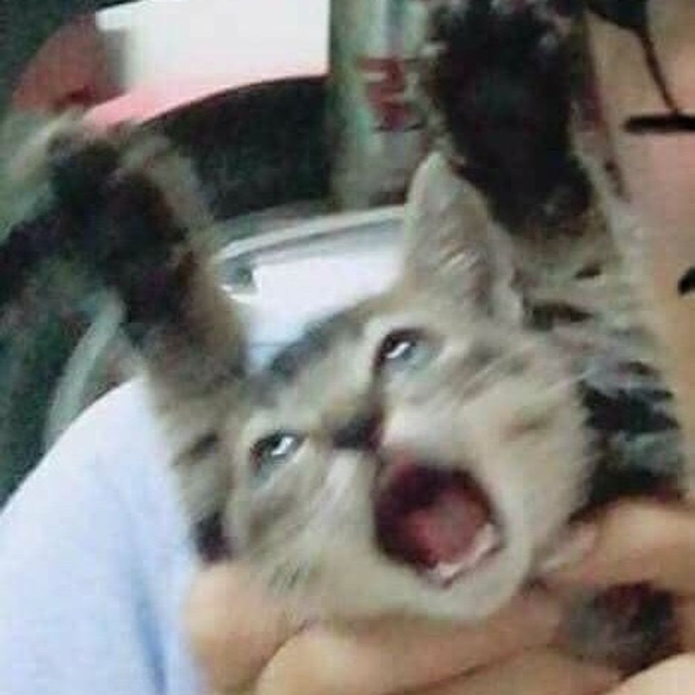 pandacat (rest)