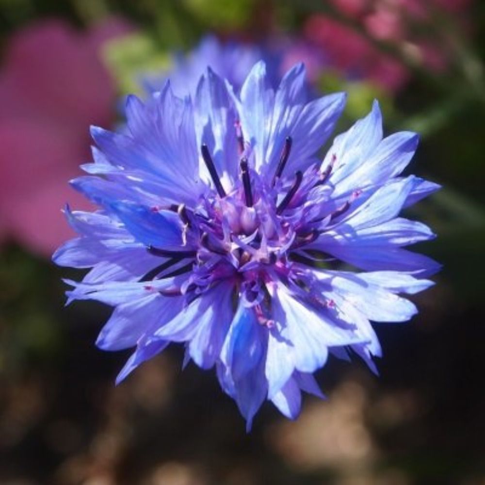 KarlaBlau
