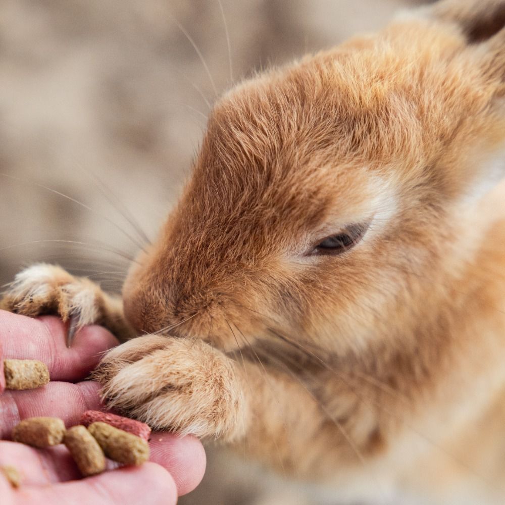さいふァ