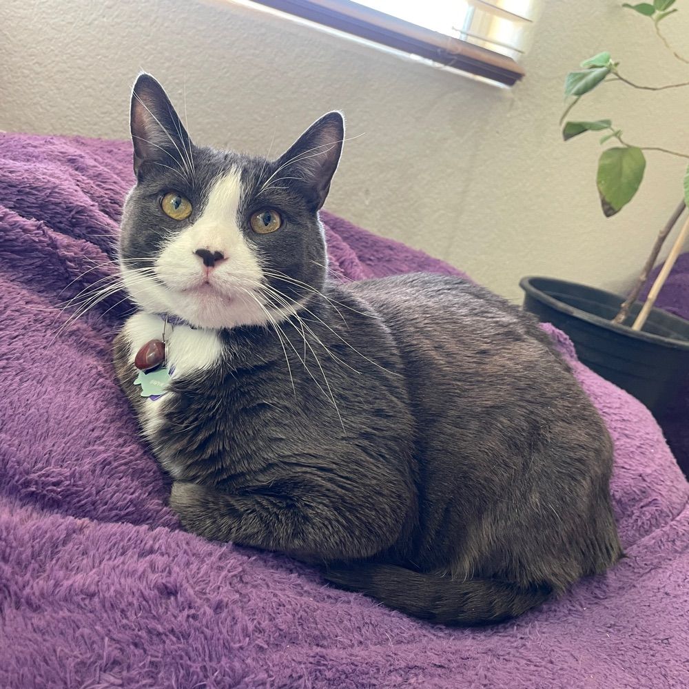 nvolivetree.bsky.social