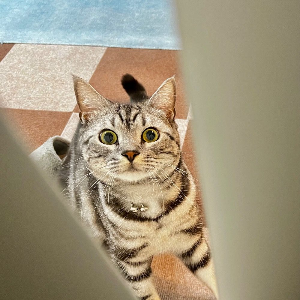 オンノヅキ