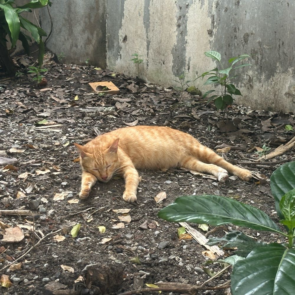 โบร๋ววว