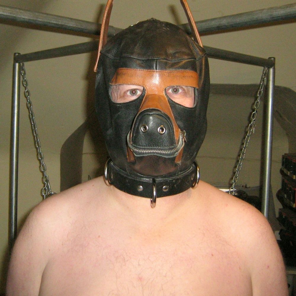 kurbydog