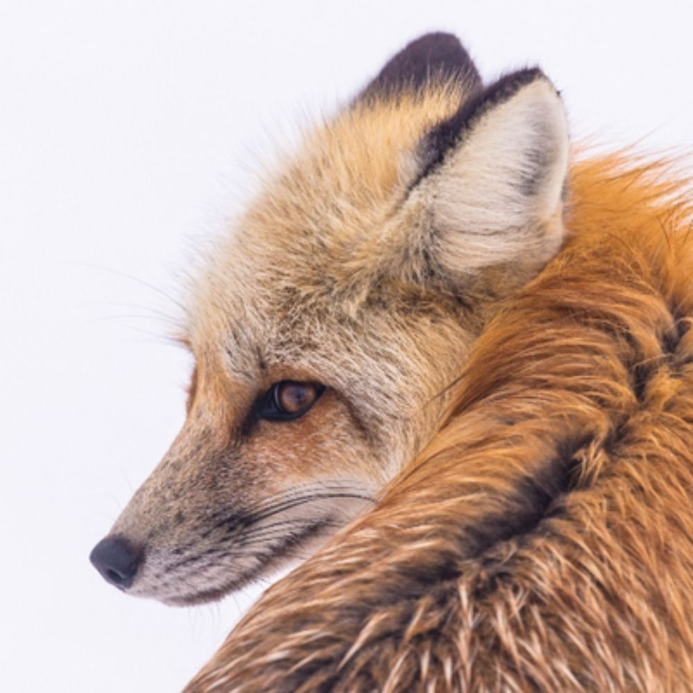 Slow Fox