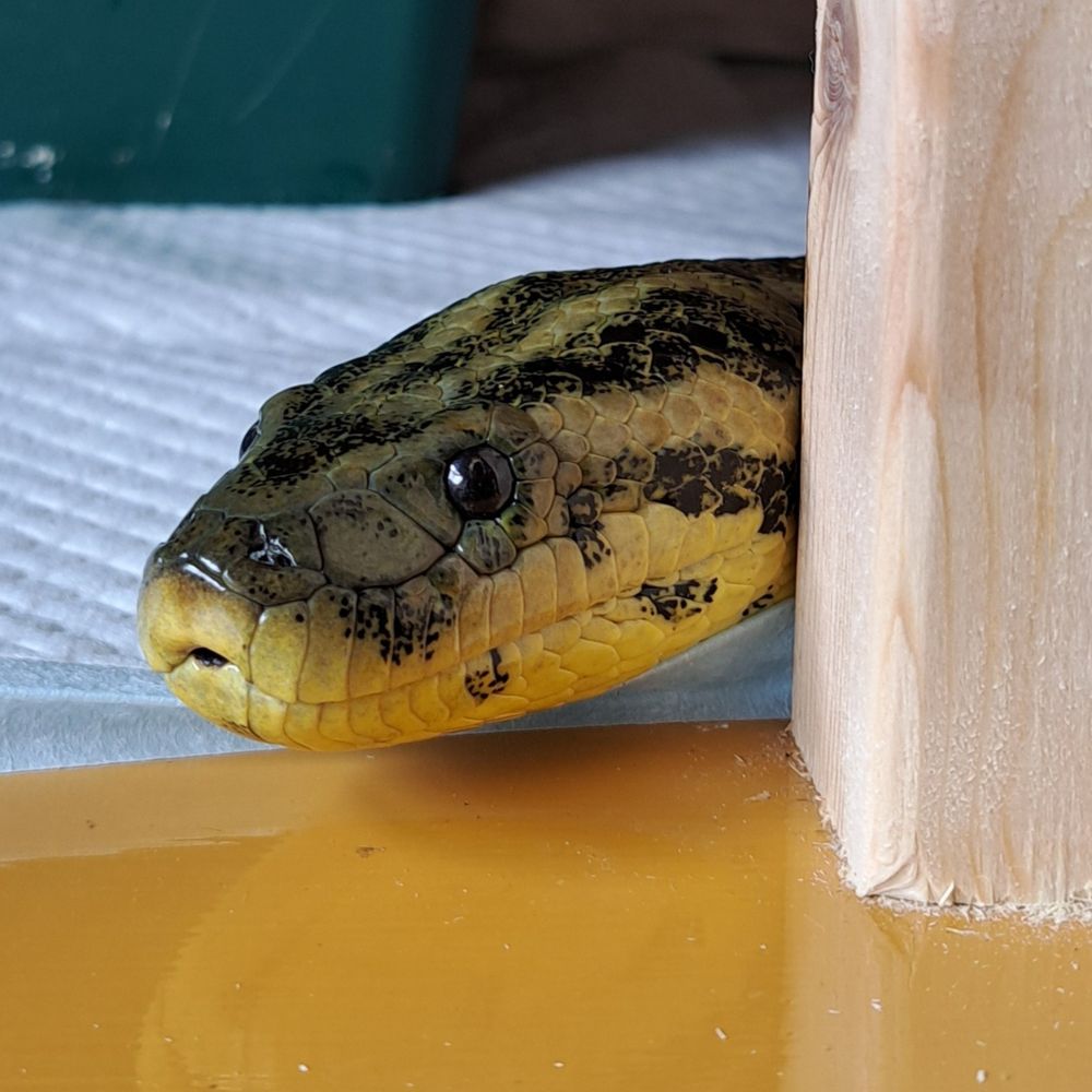 天邪鬼🐍🐢⚙️