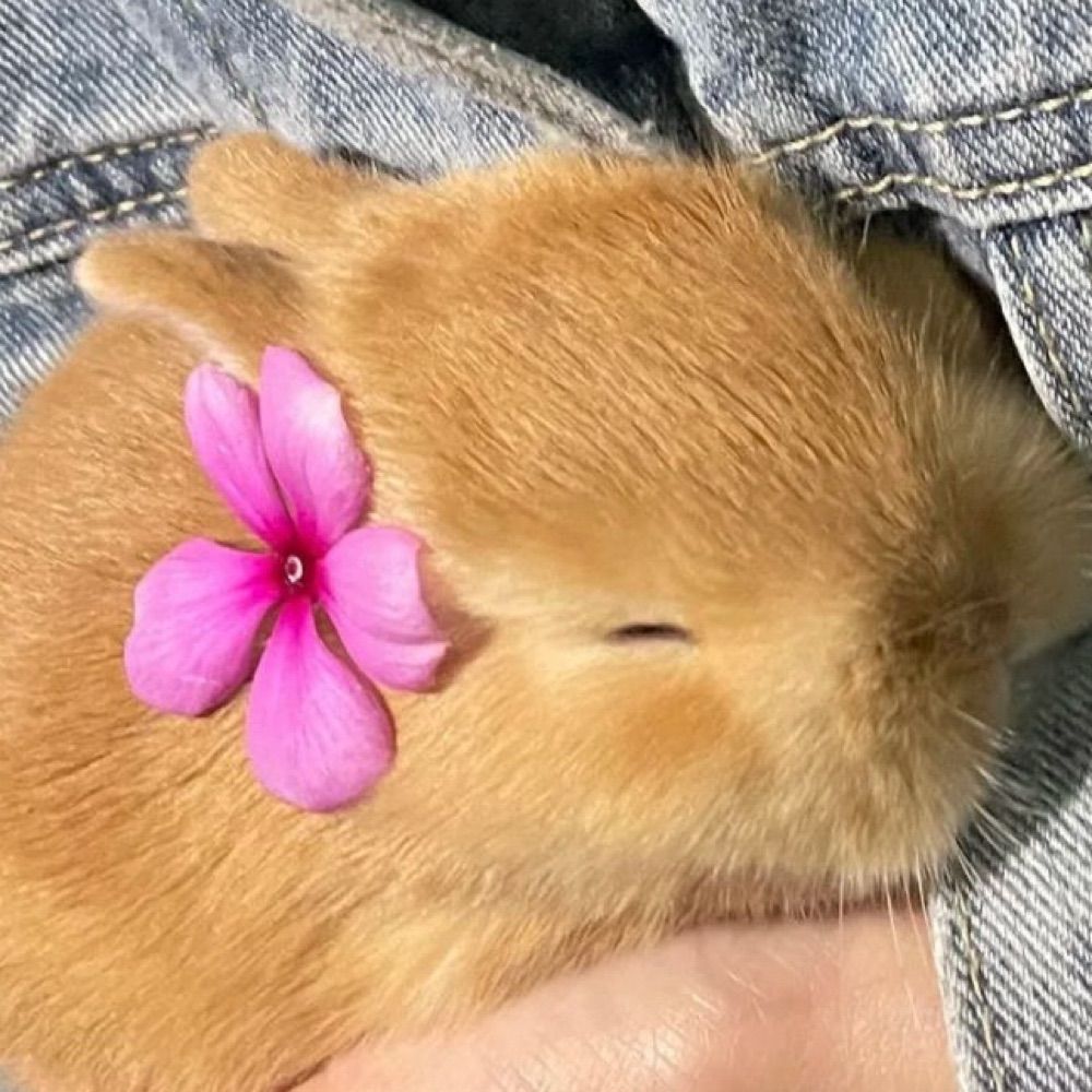 ⋆