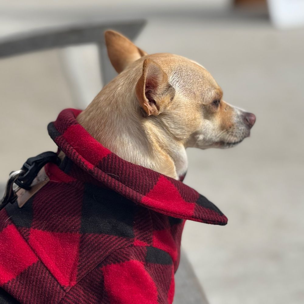 Theodore