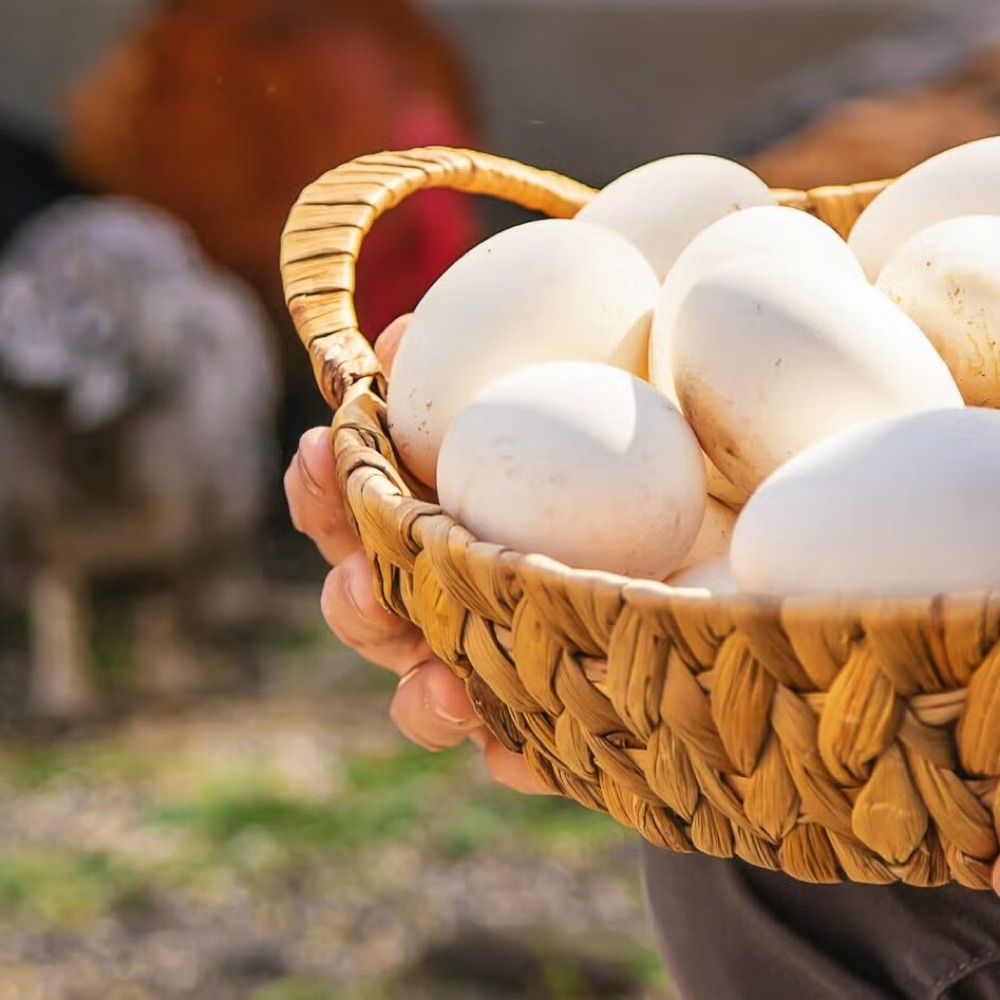Trump Egg Prices Update