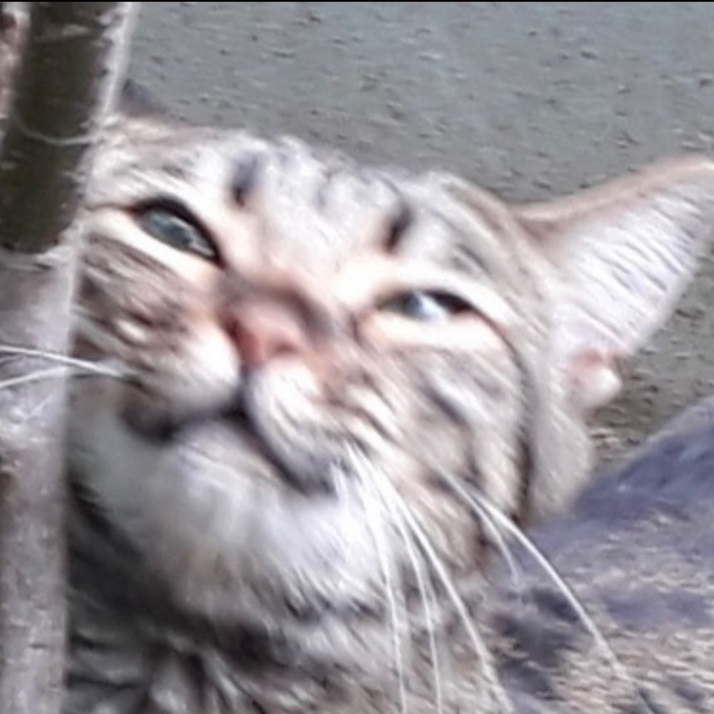 짹