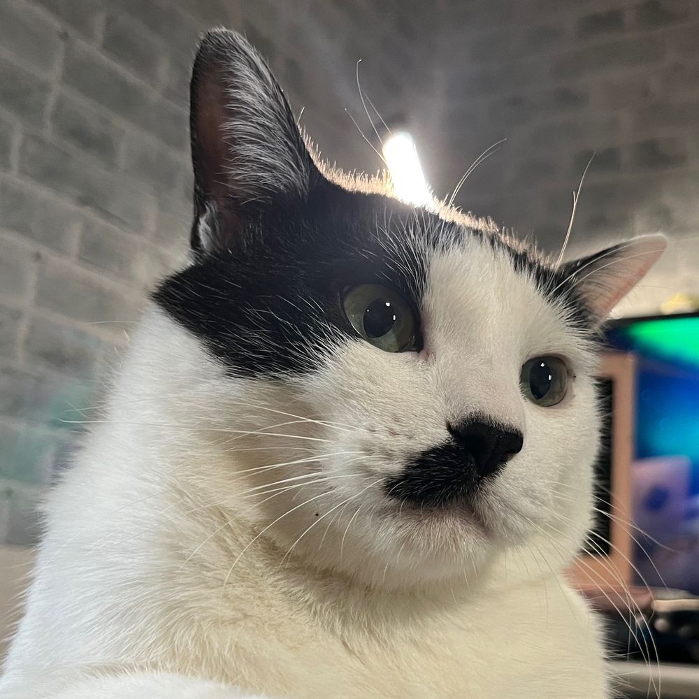ニャチ猫