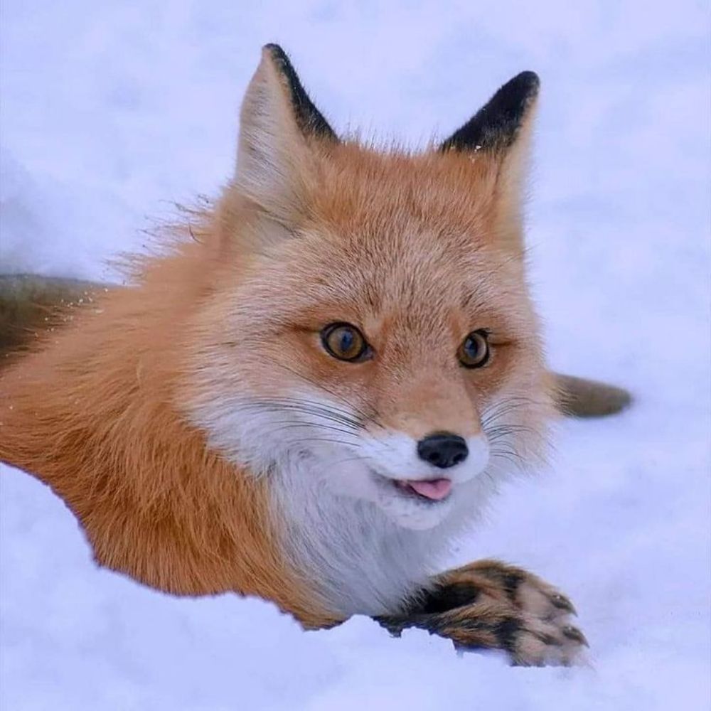 Coffoxy