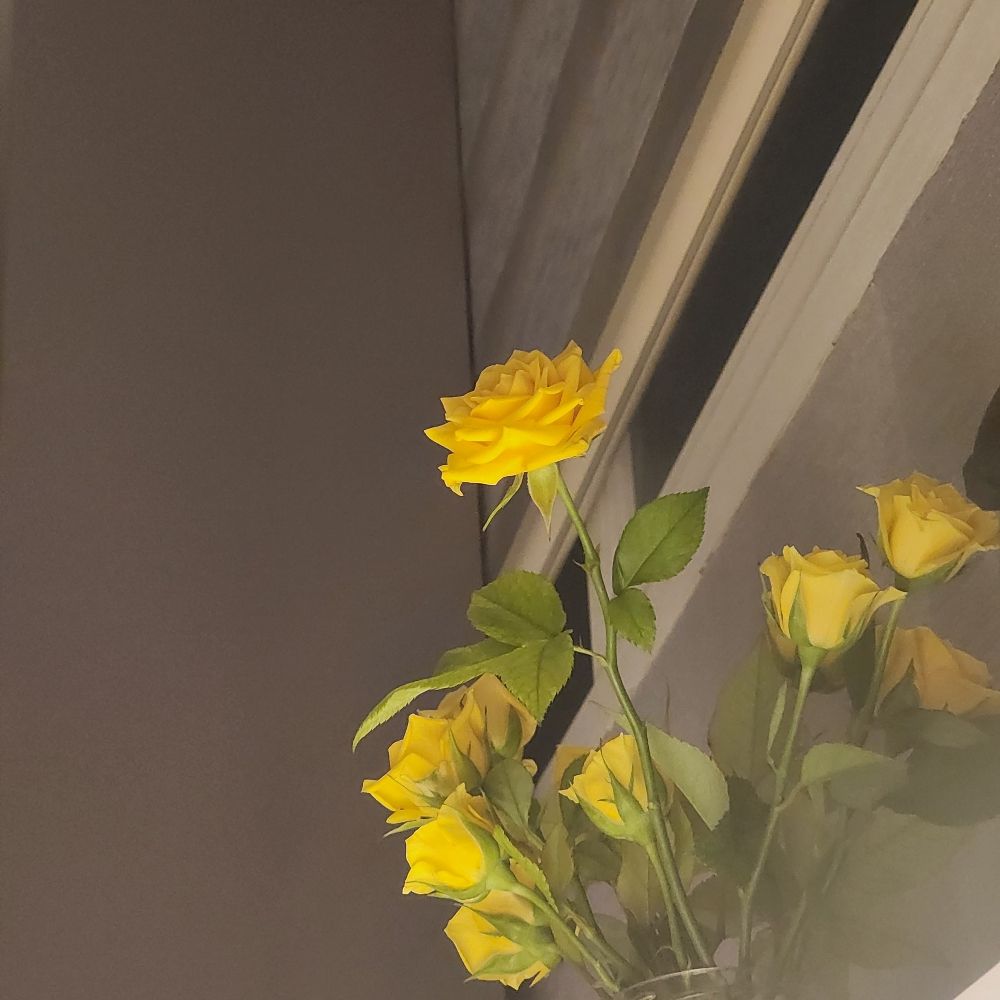 싱싱한 첫세