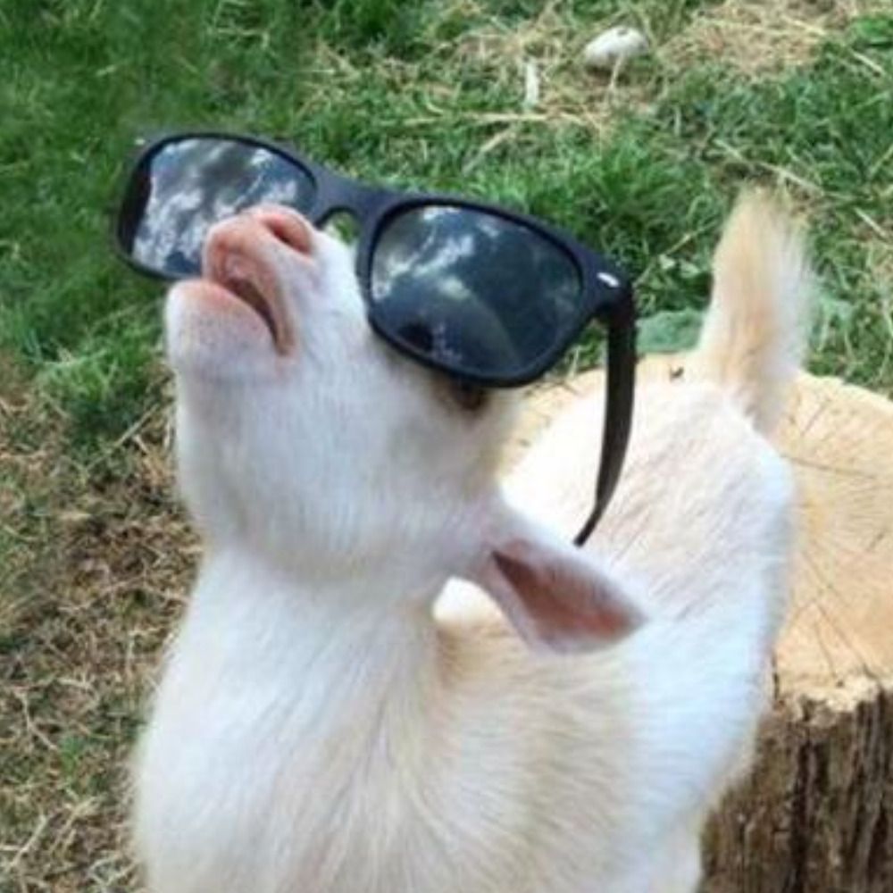 Cool Goat's avatar