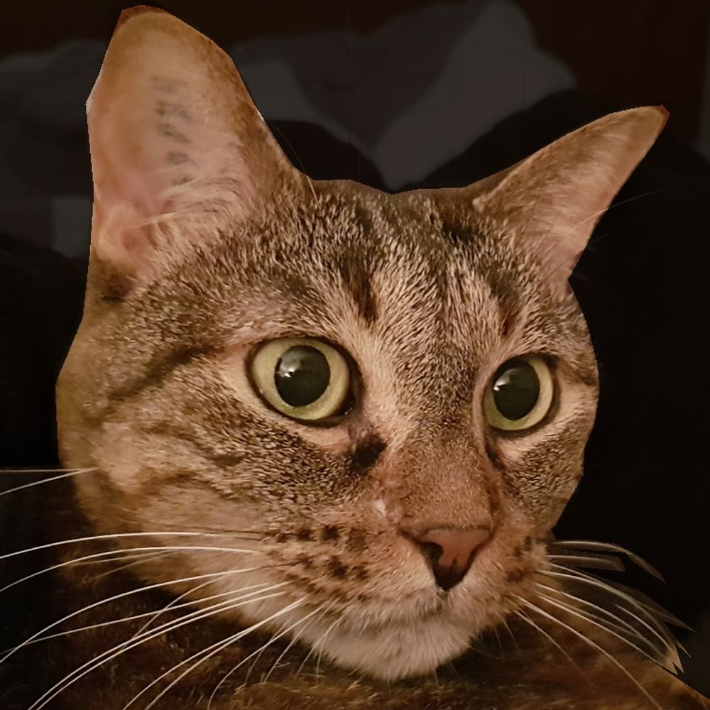 Frimousse the Cat
