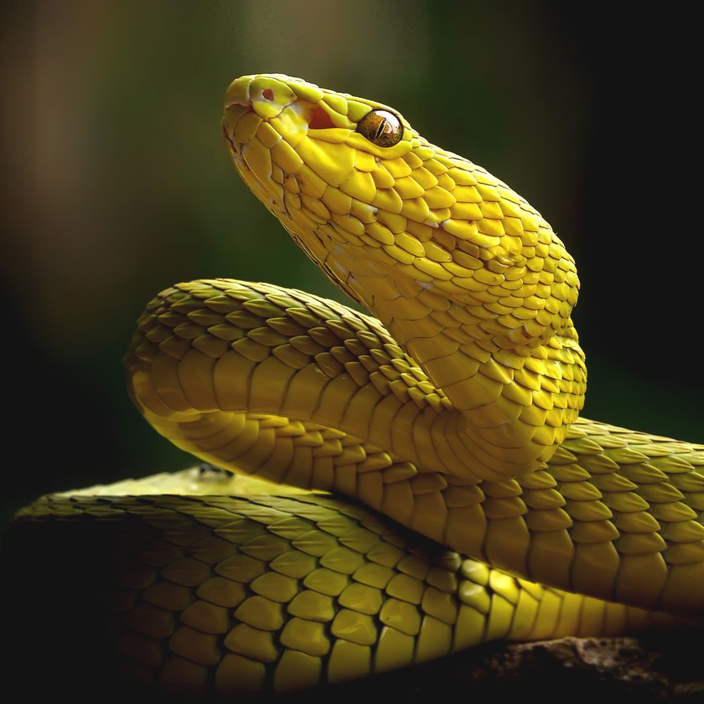 South American Journal of Herpetology