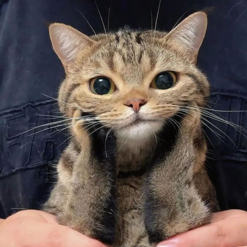 おこねこー！