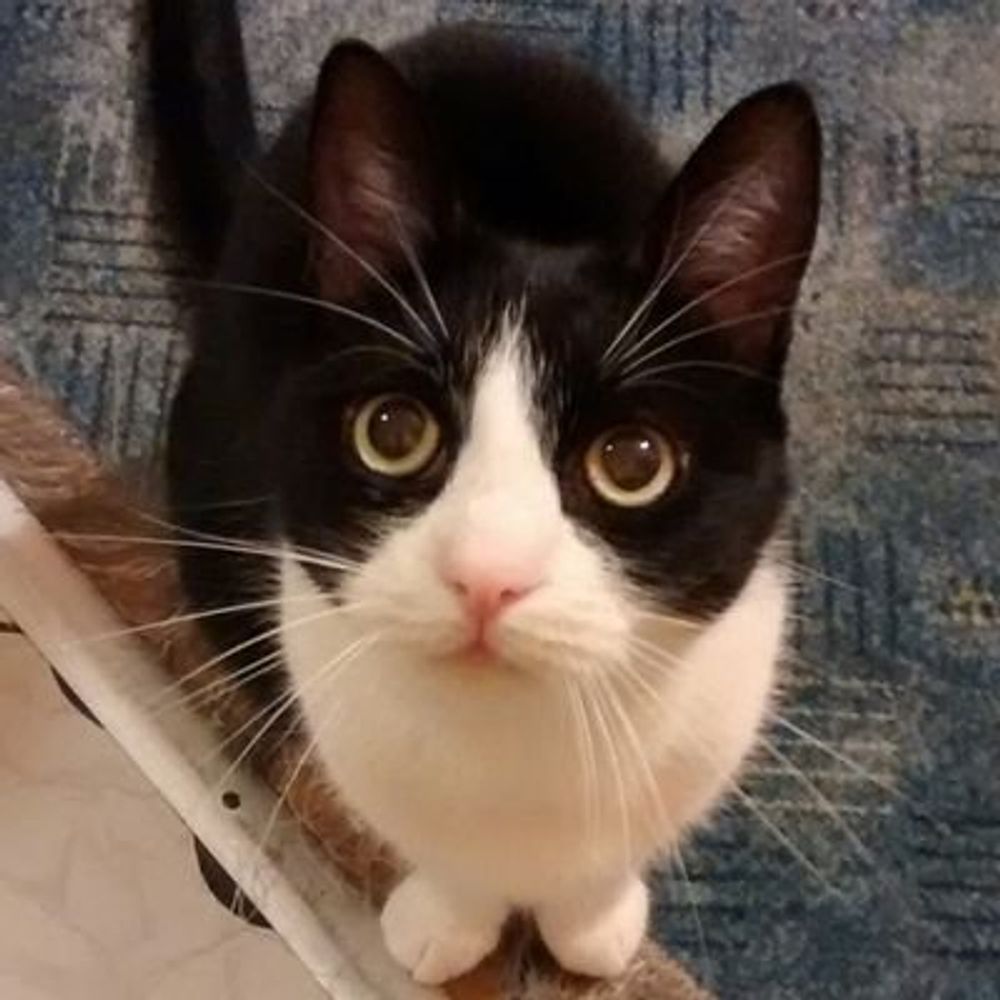 Profile picture propertyofmycat.bsky.social