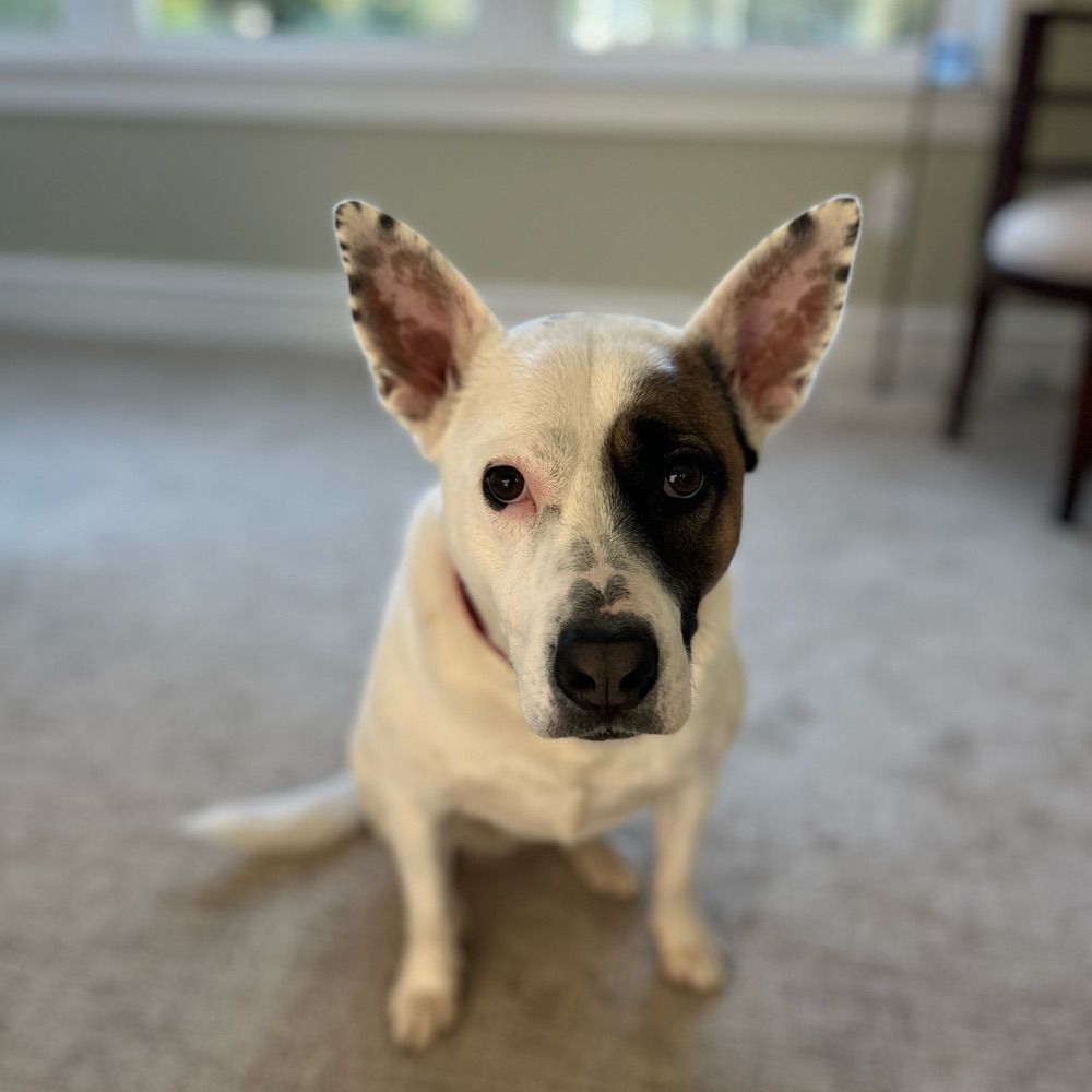 Perri