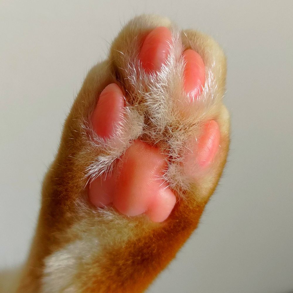 はむはむ☆