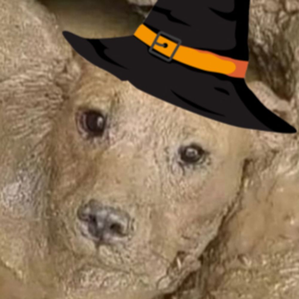 peanut SCARY dog