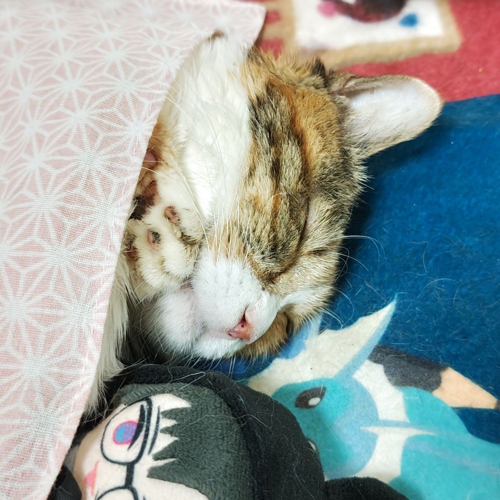 火原観月