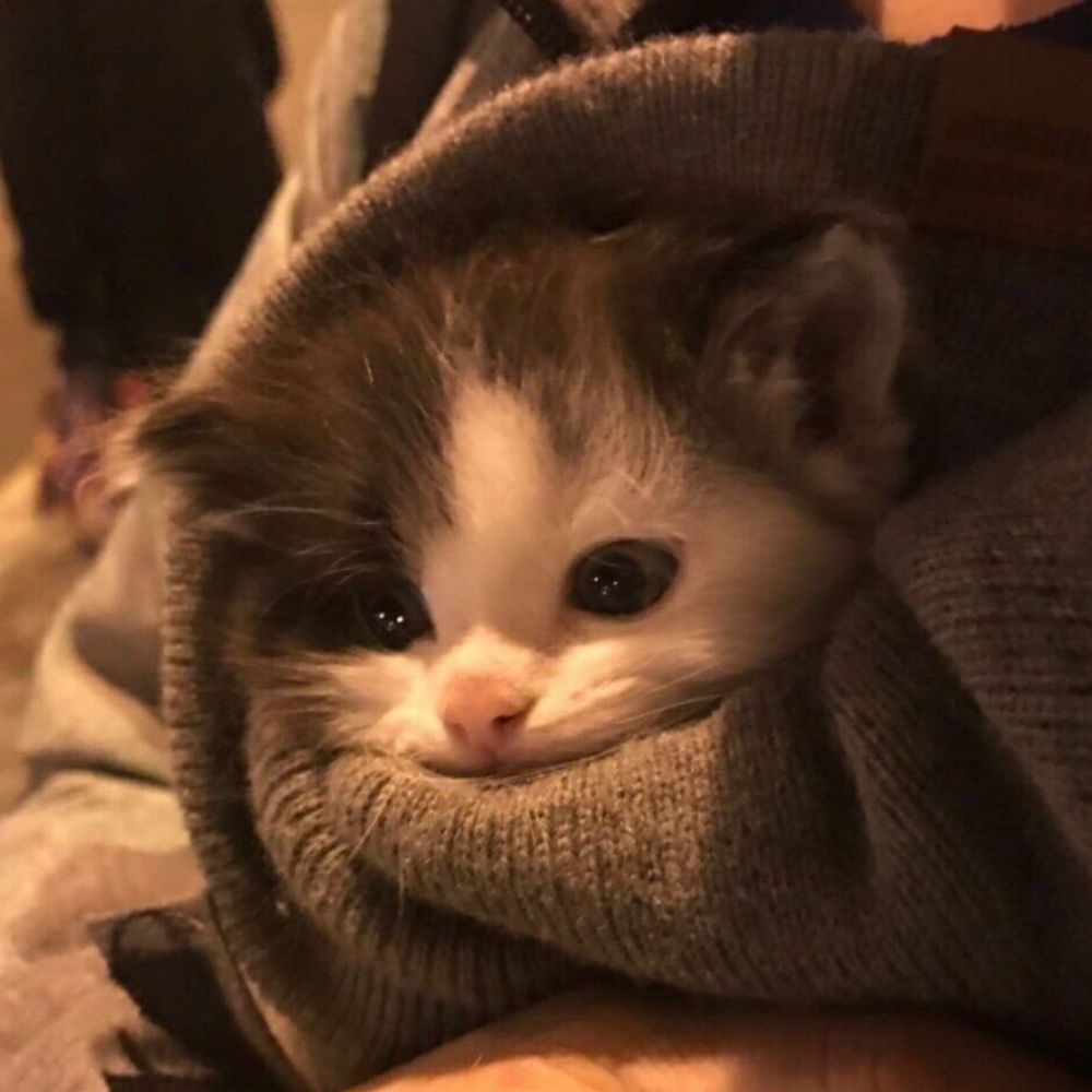 Лапка гуся