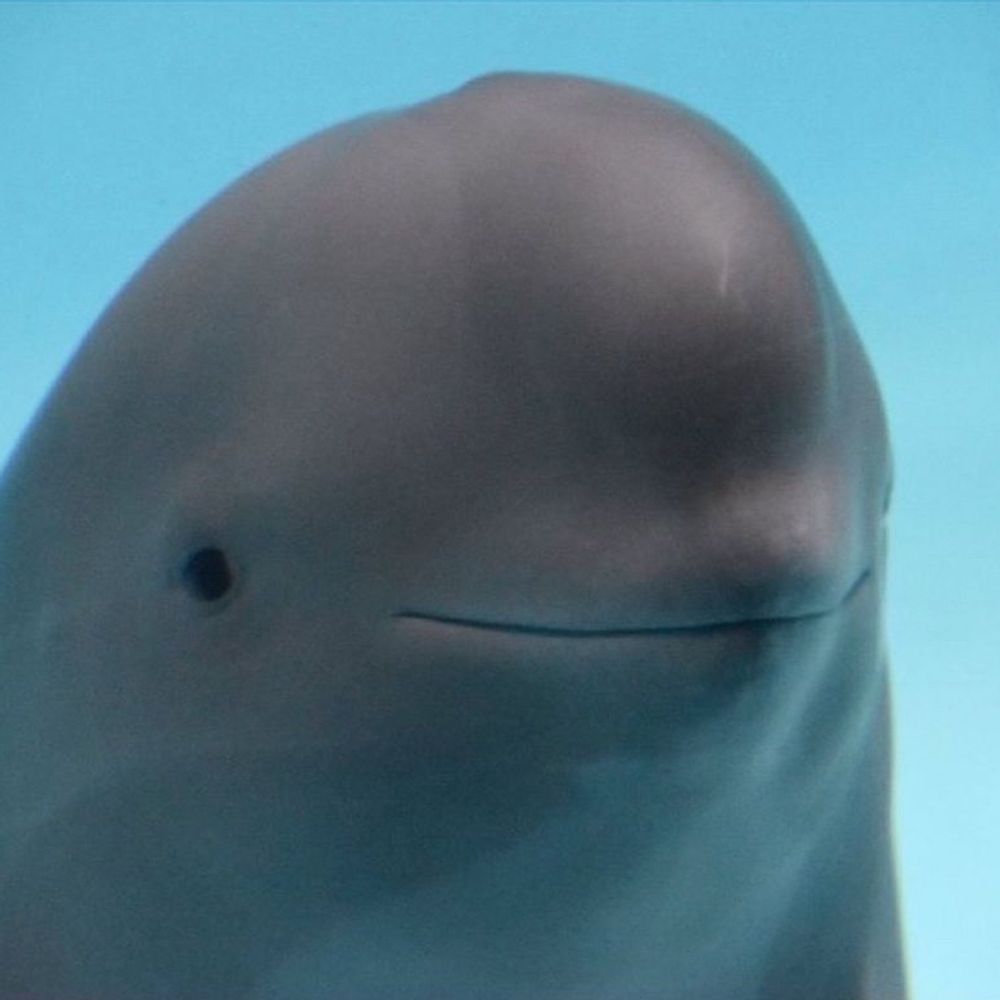 Dan the beluga