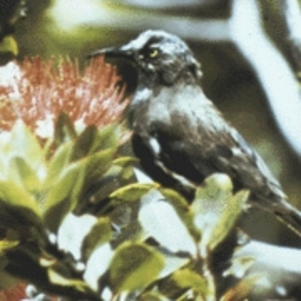 Songbird
