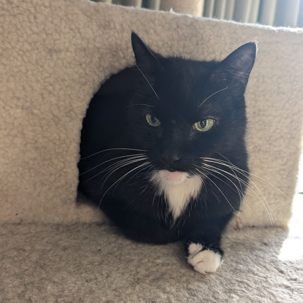 Sybbie Loafs
