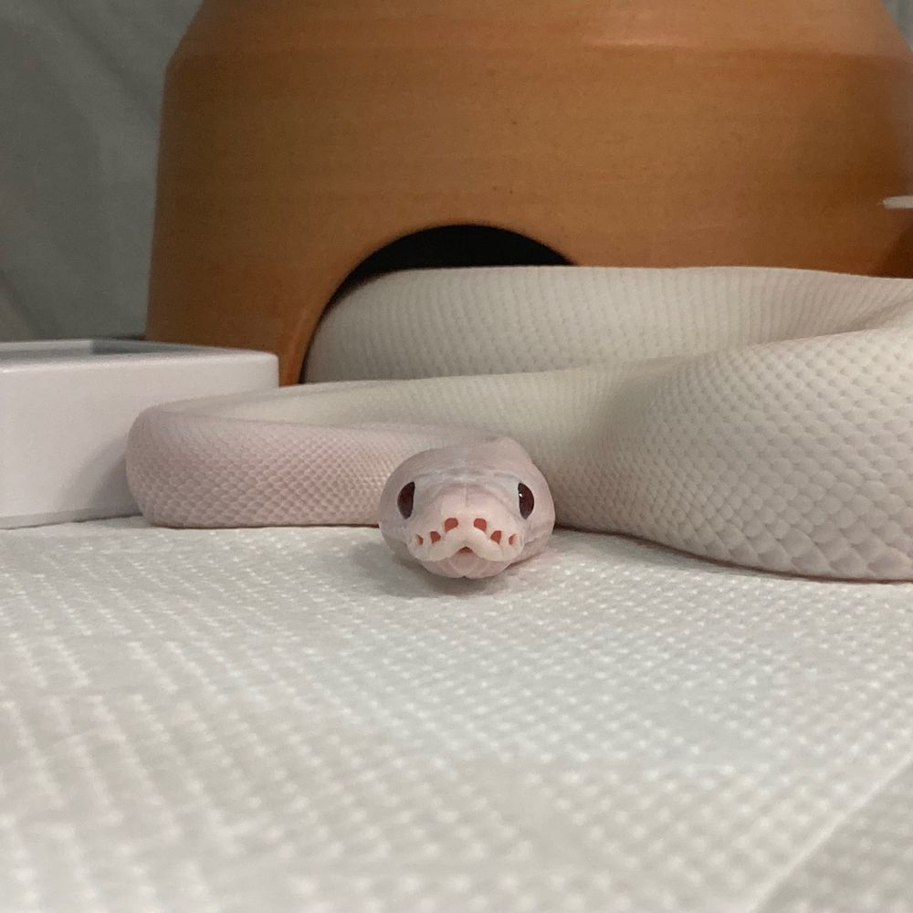 いっちー