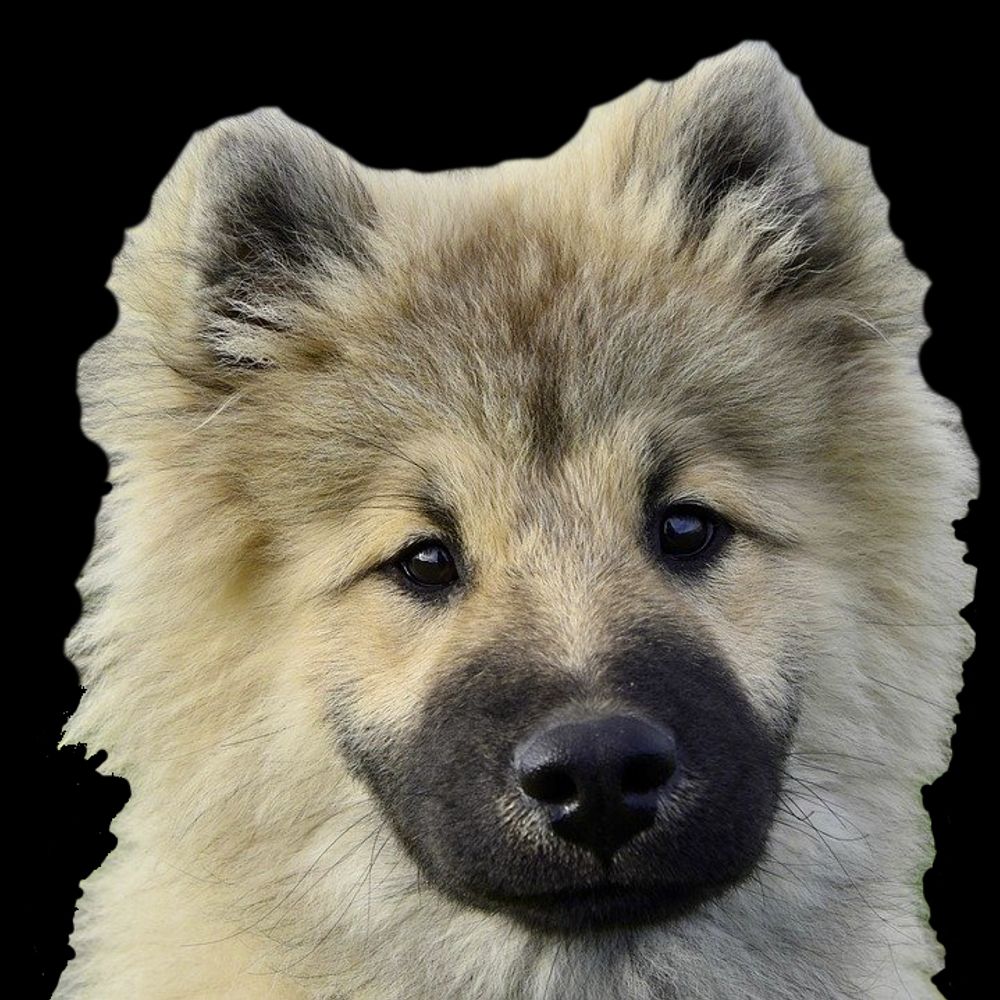#1 Eurasier Extraordinaire