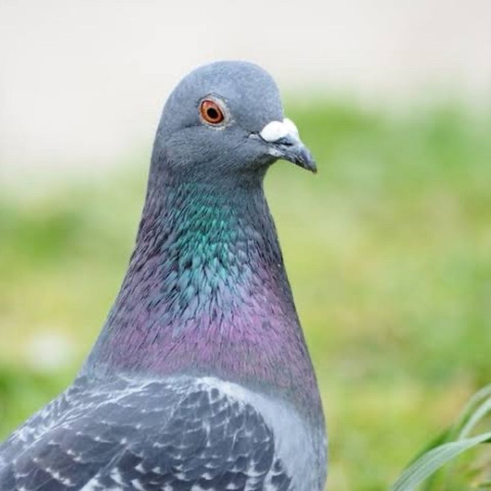 鳥庶民