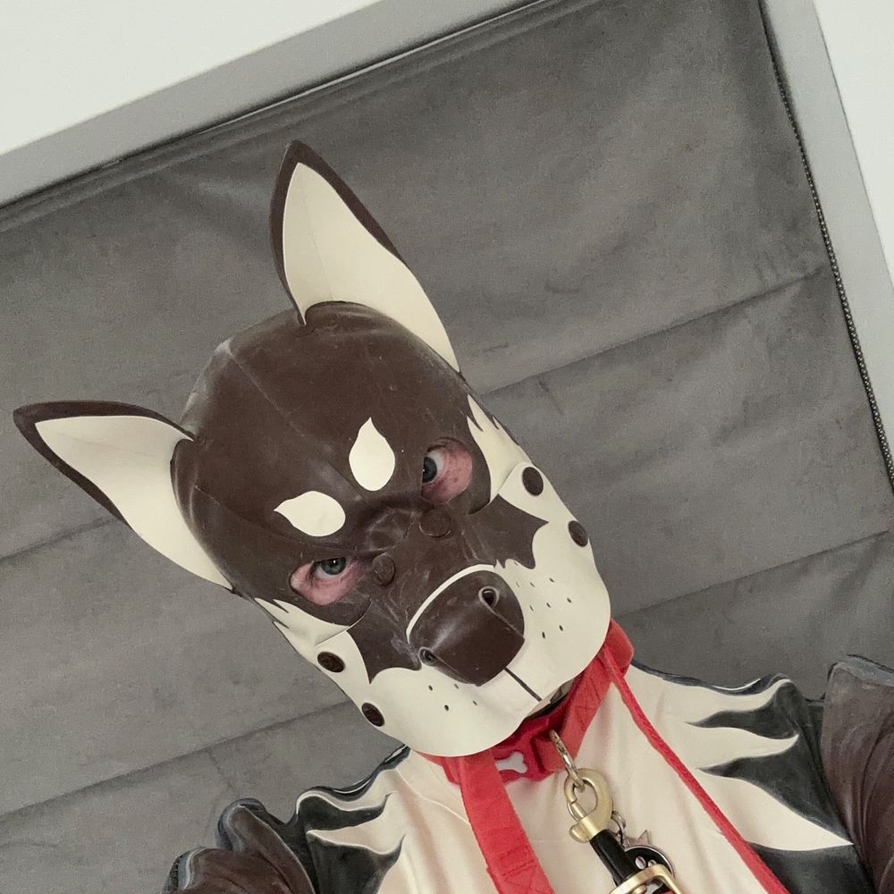 Chilly Pup