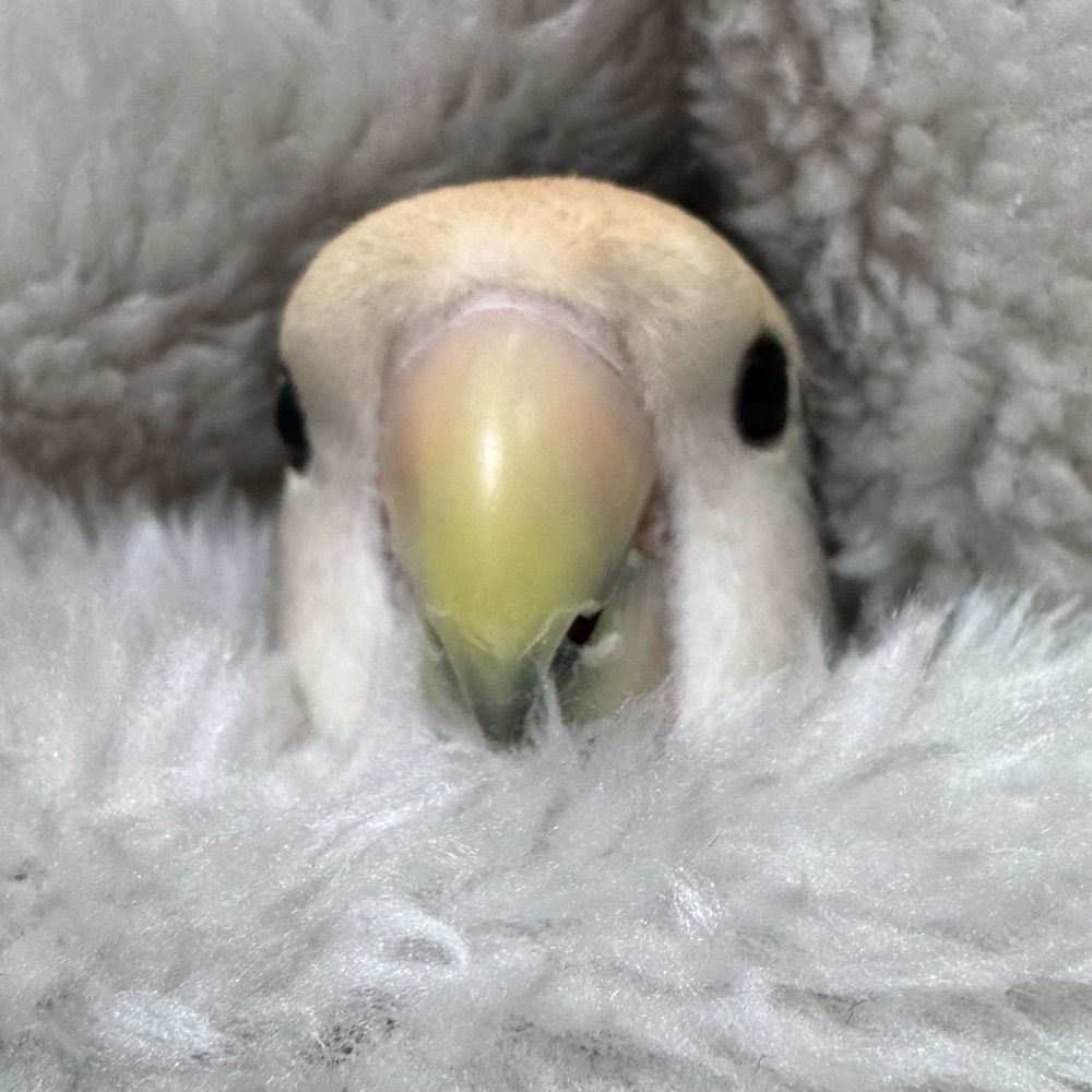 こる