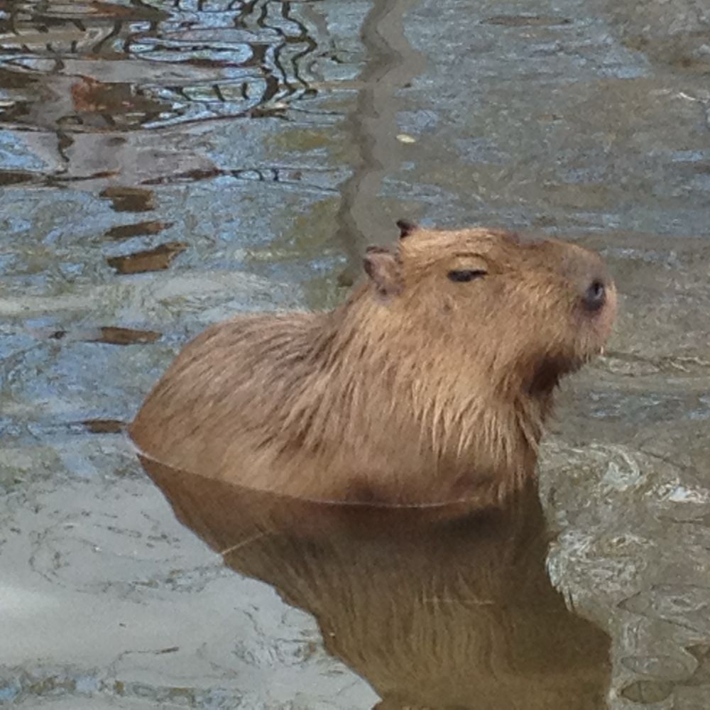 ふらぴぃ