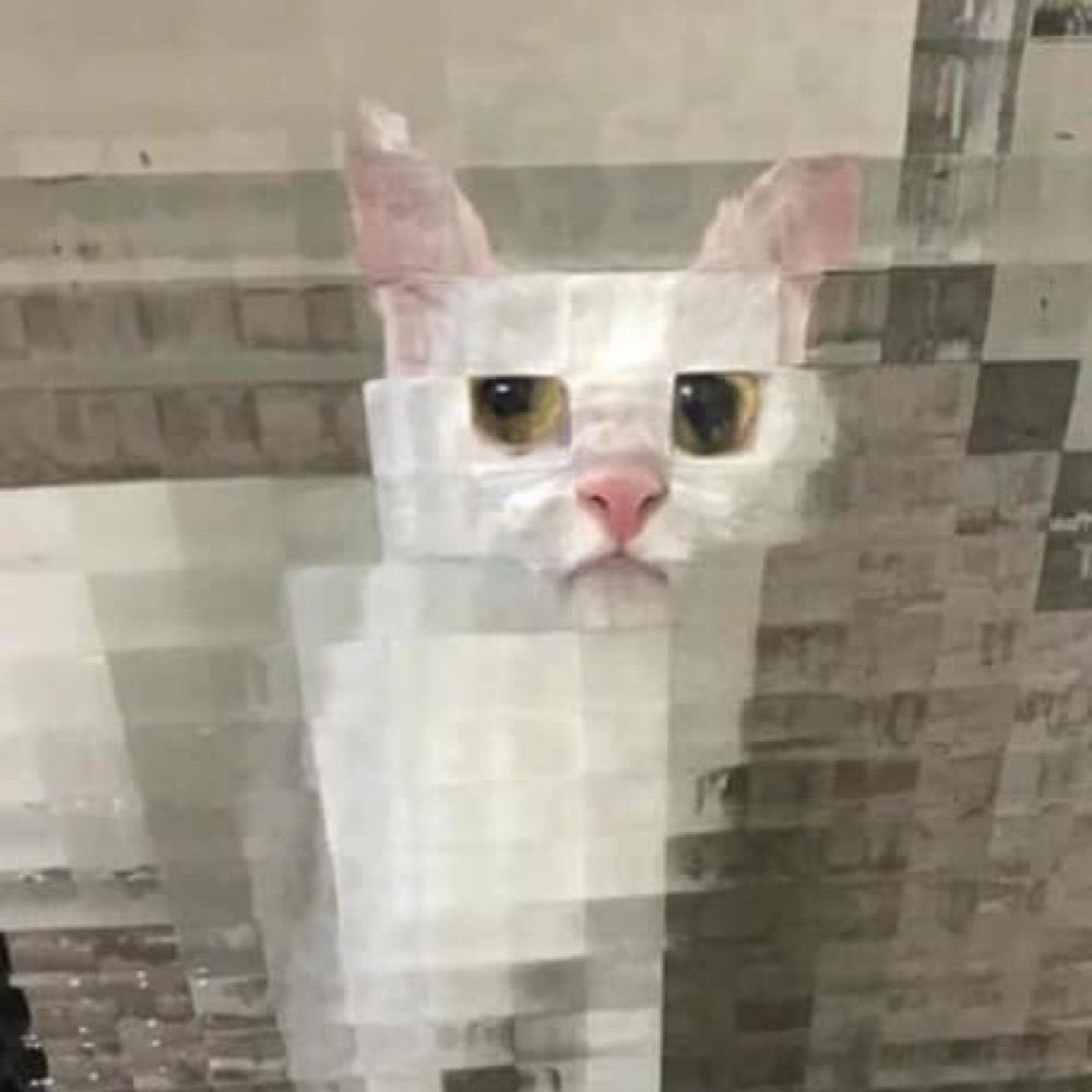 北極熊