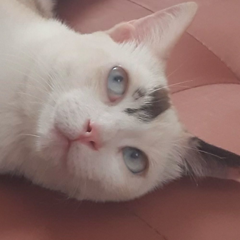 Anali
