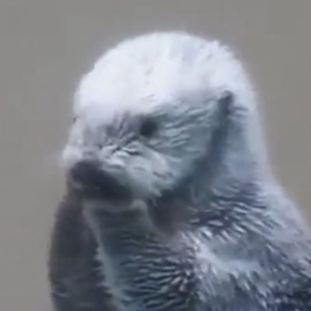 RuiTheOtter