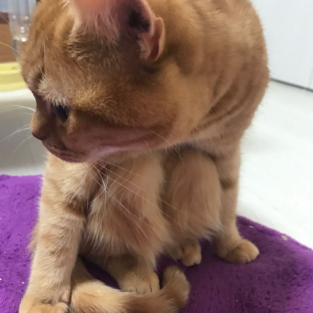 ぴぃ