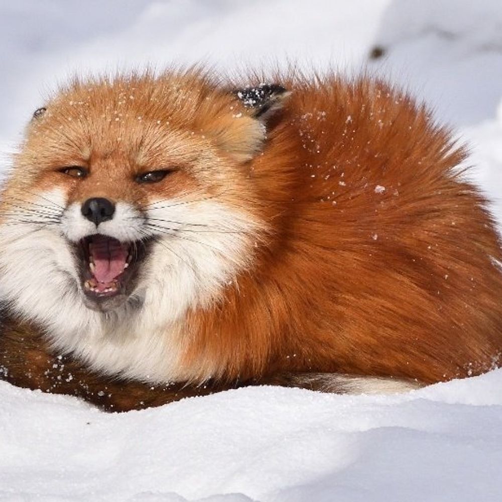 Liddl fox it/its