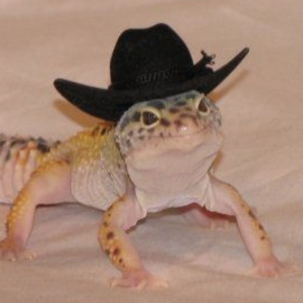 Mister Cool