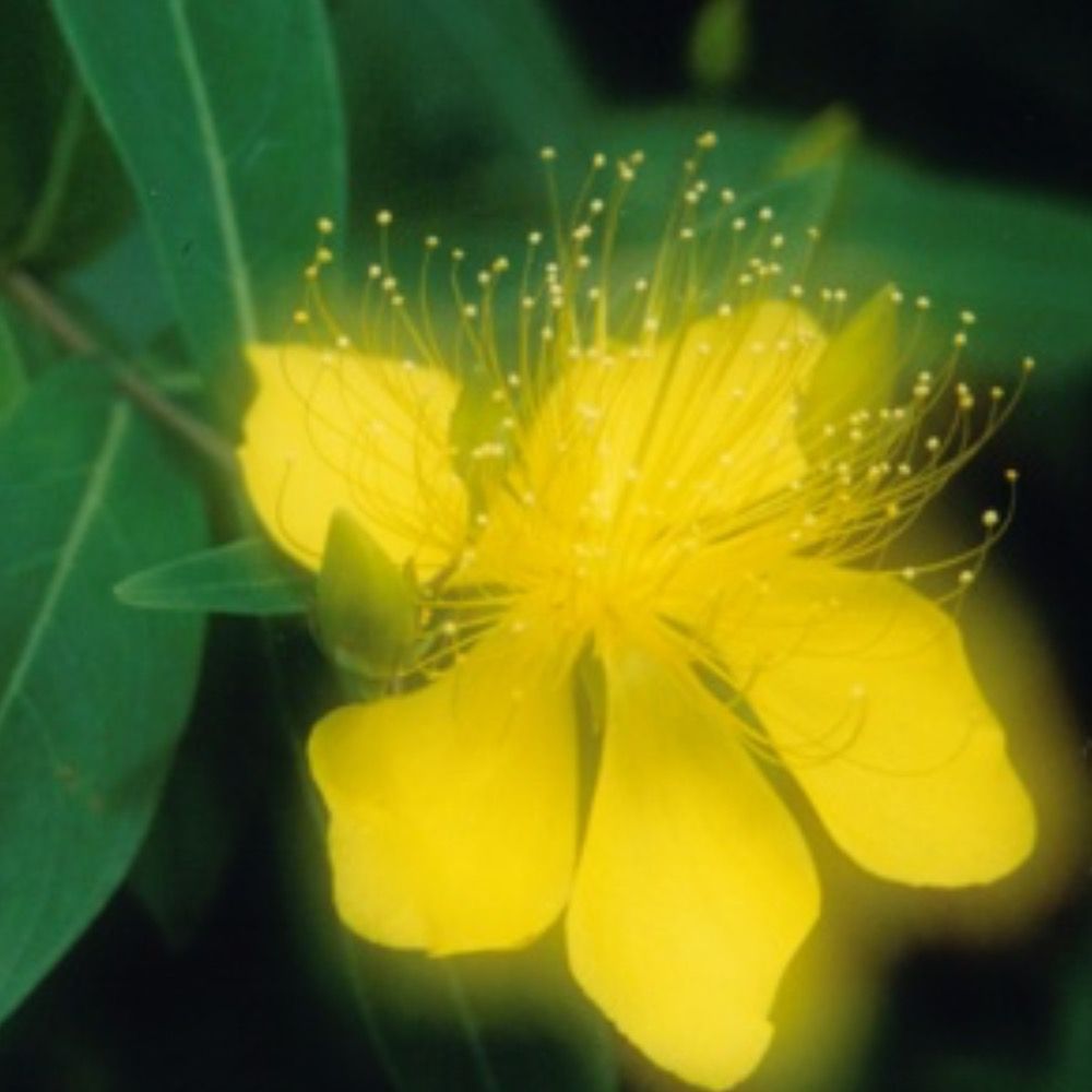 Qingyuan Wendai
