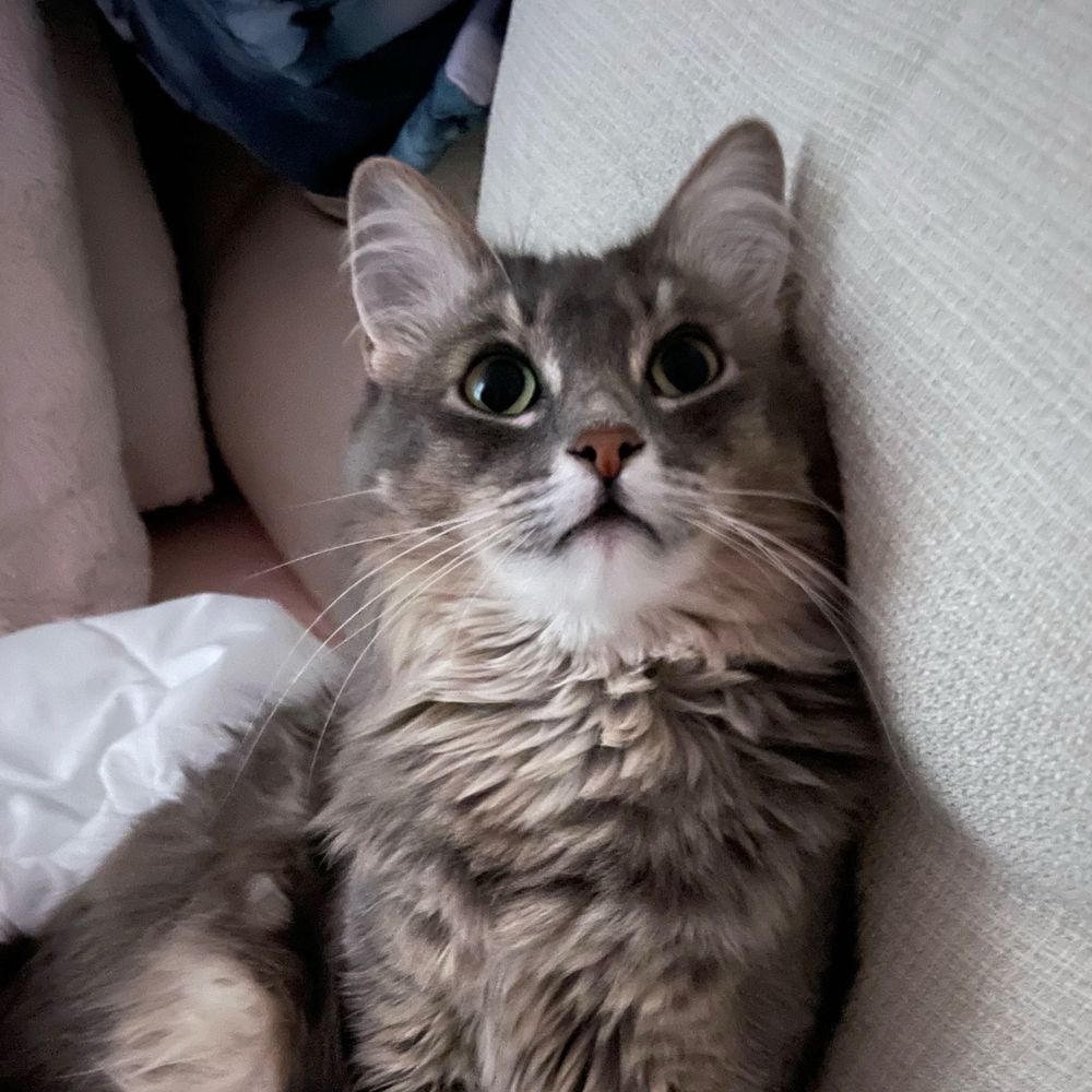 Cats That Look Exactly Like My Cat