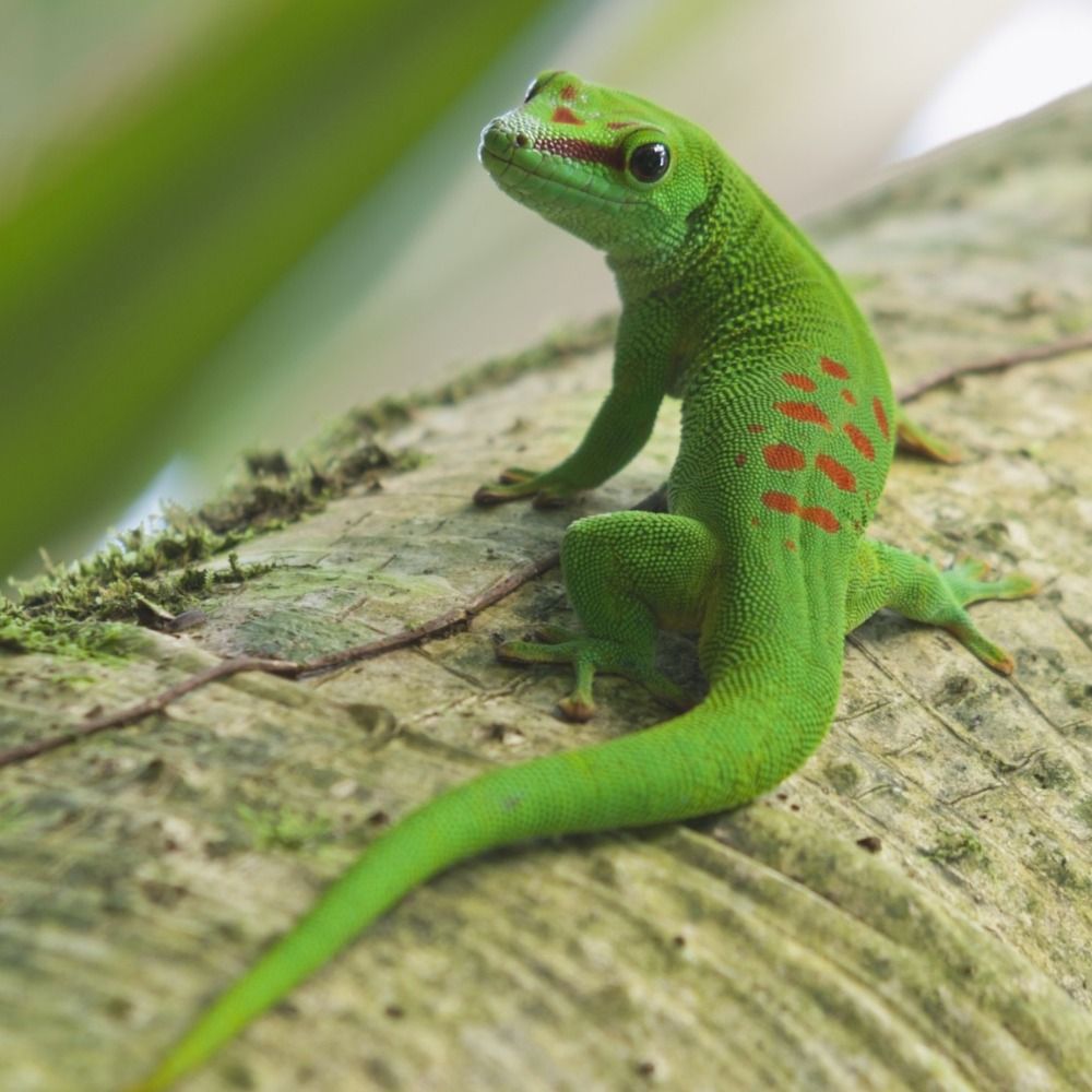 Some lizard guy